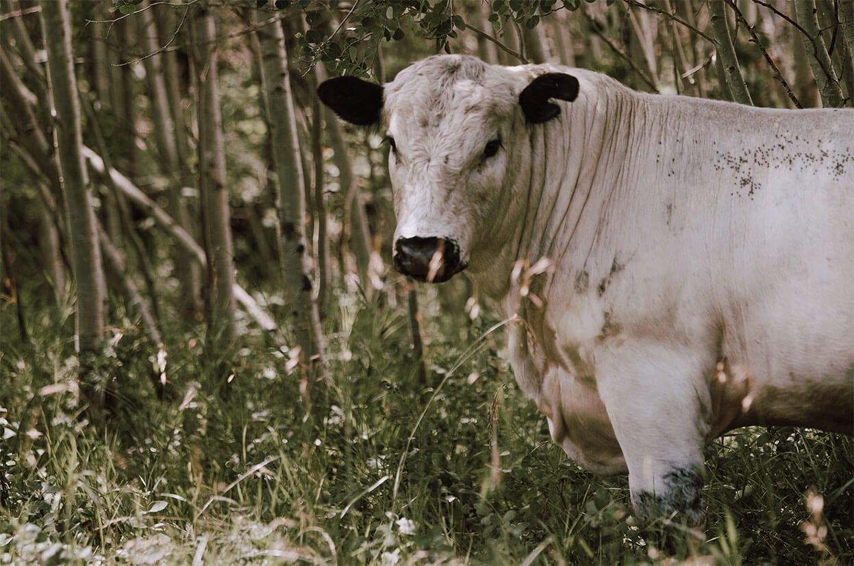 large white bull with small black speckles stands in tall grass