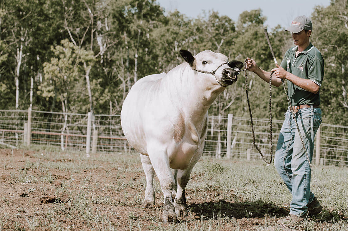 man handles large speckle park bull on halter