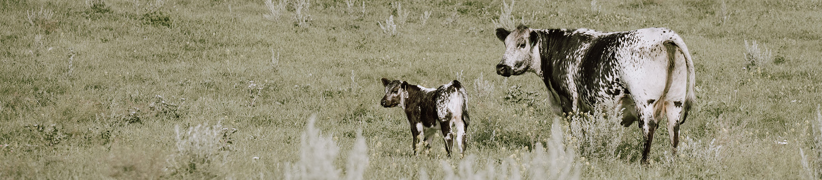a cow calf pair stand next to each other in pasture looking towards camera