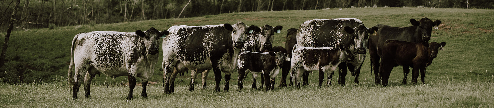 small group of speckle park cattle stand in field looking towards camera